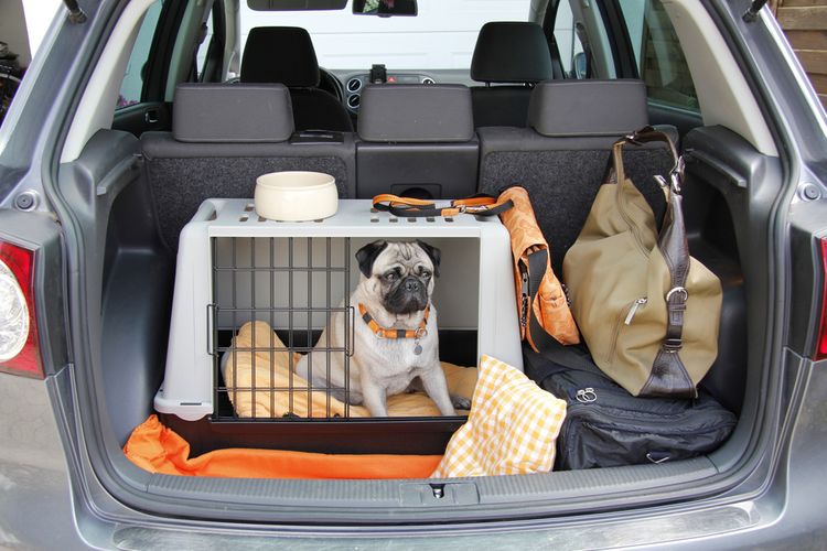 Bezpečné převážení psa v autě