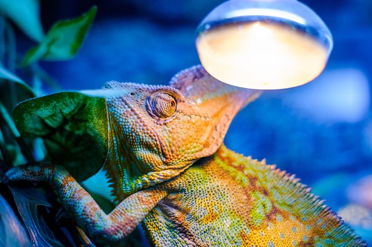 Světlo v teráriu pro chameleona