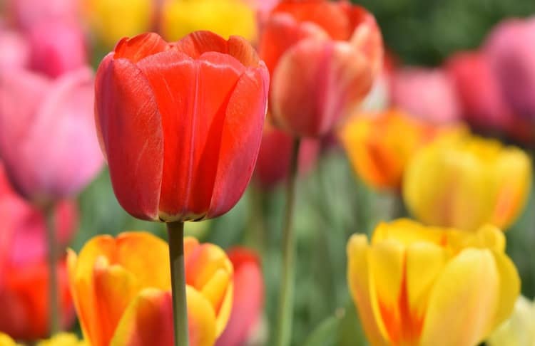 Barevné tulipány v zahradě