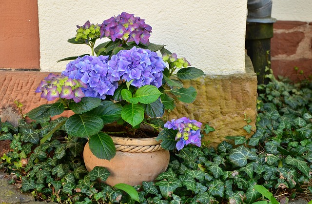 Fialová a modrá hortenzie v květináči