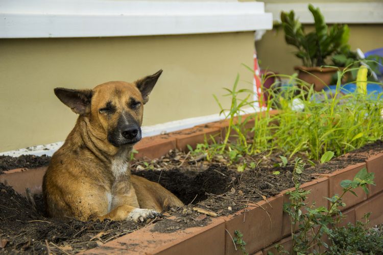 Jak odnaučit psa značkovat na zahradě?