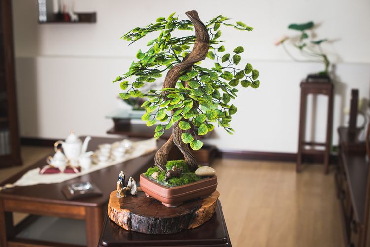 Pěstování bonsají jako součást japonského bydlení