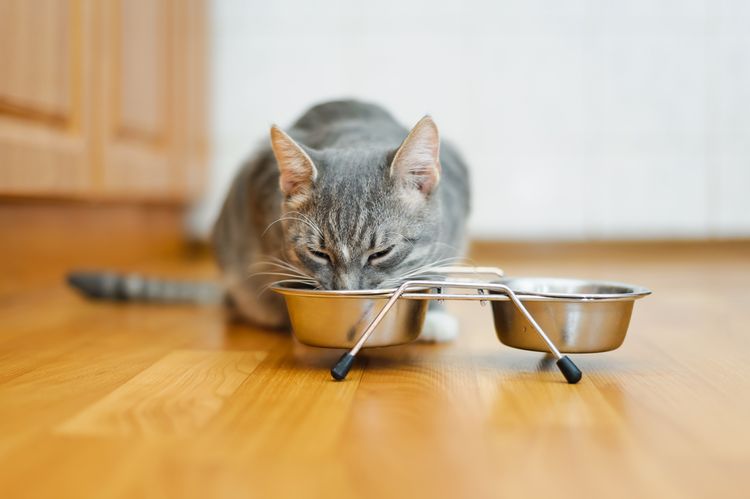 Miska na vodu a jídlo pro kočku
