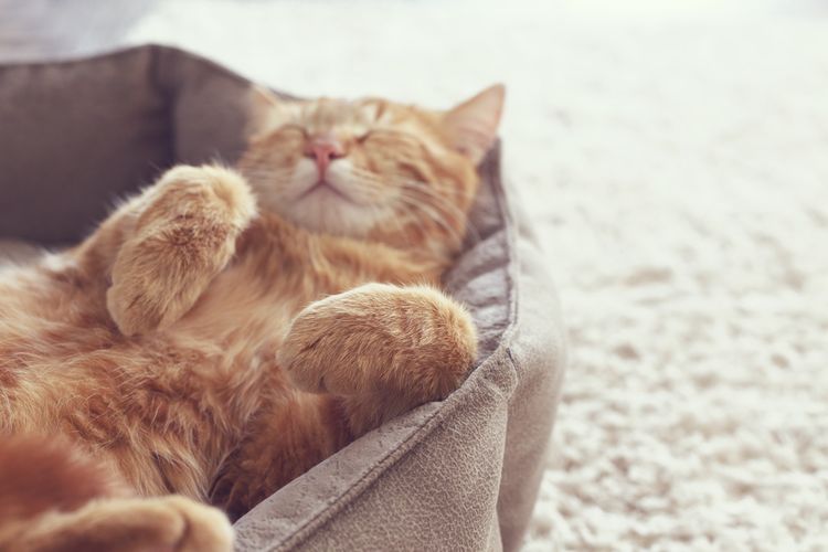 Kočičí pelíšek na spánek