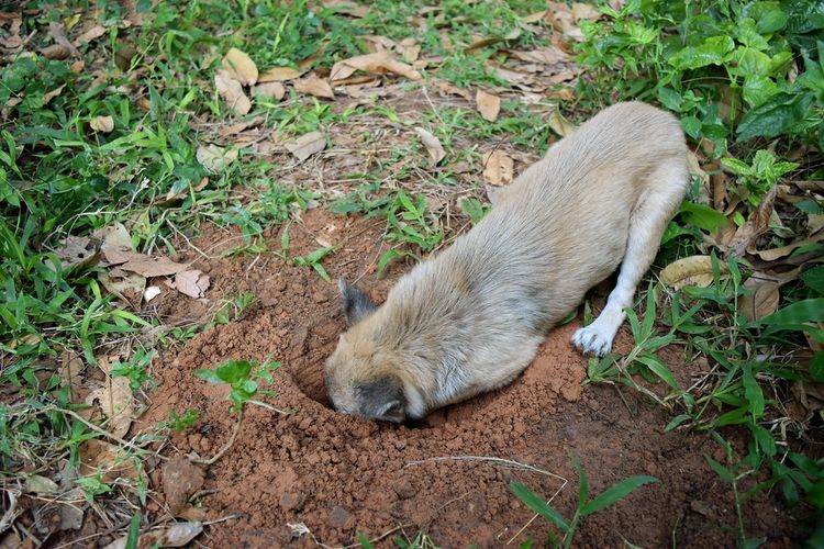 Pes kope díru v zahradě