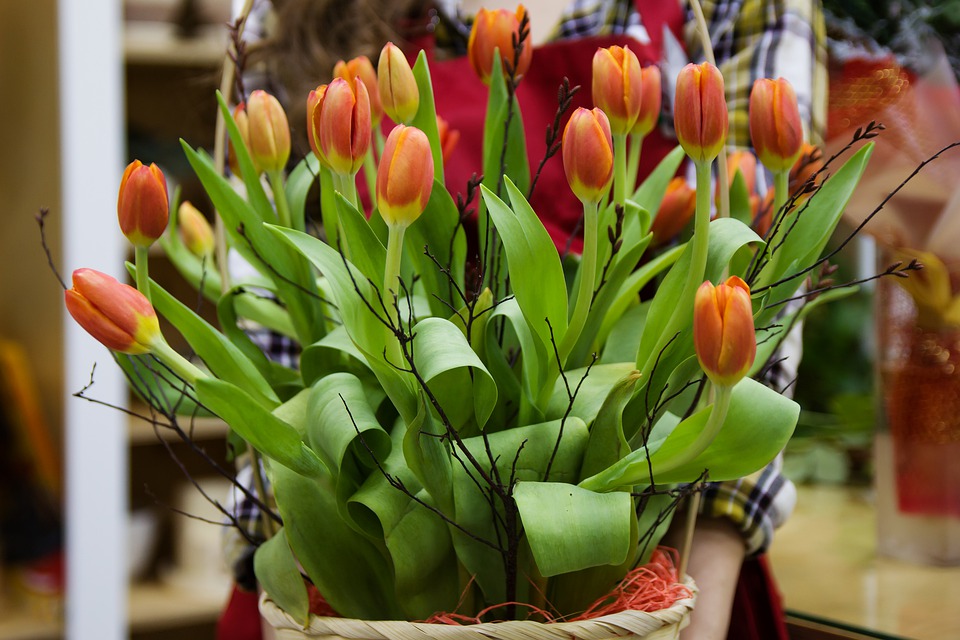 Pěstování tulipánů v květináči i zahradě