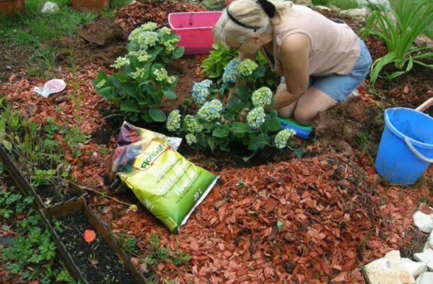 Výsadba hortenzie do zahrady