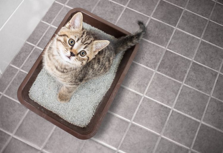 Kočičí toaleta pro kotě