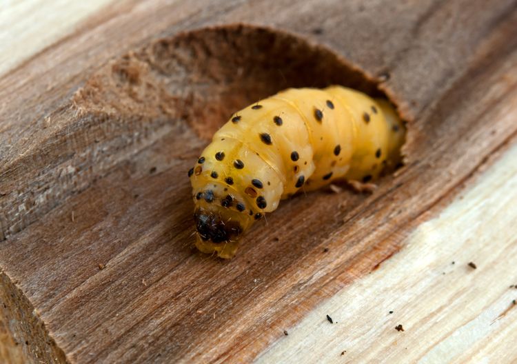 Larva červotoče ve dřevě