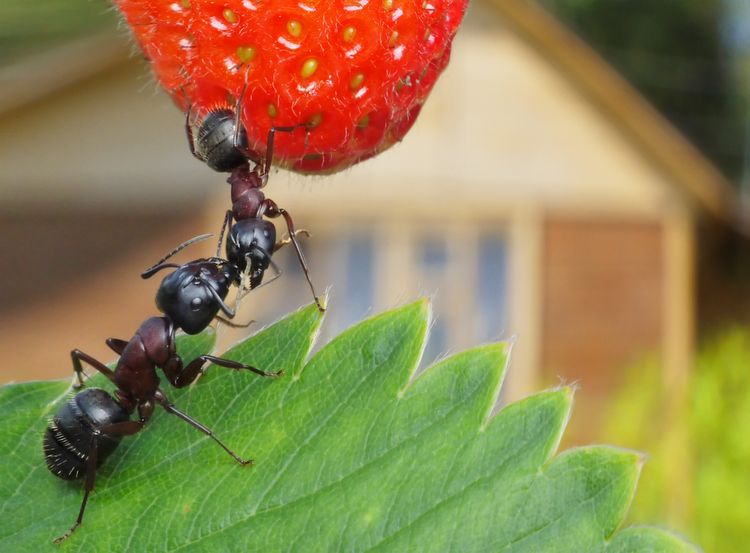 Mravenci v zahradě požírají jahody