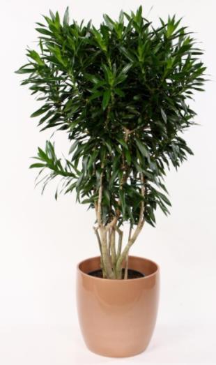 Dracena reflexa