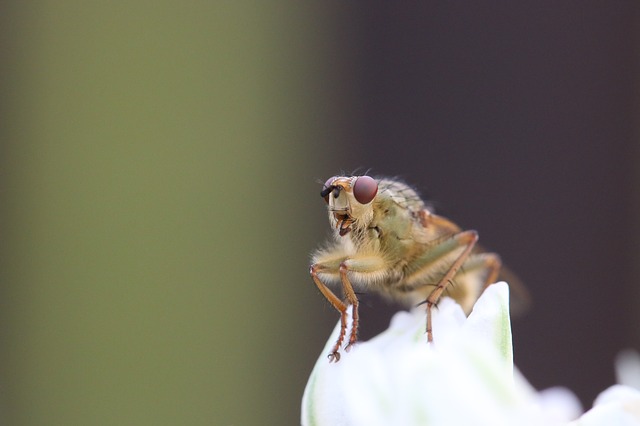 Vinná muška - Drosophila