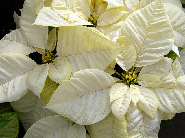 Bílo-žlutá vánoční růže