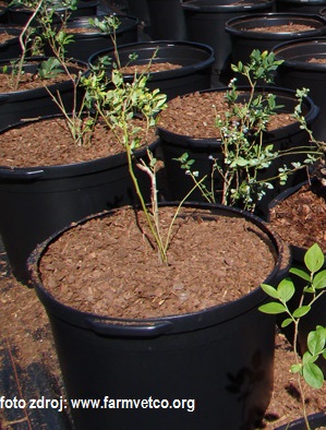Pěstování borůvek v pilinách