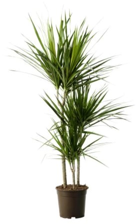 Jedovatá pokojová rostlina Dracena