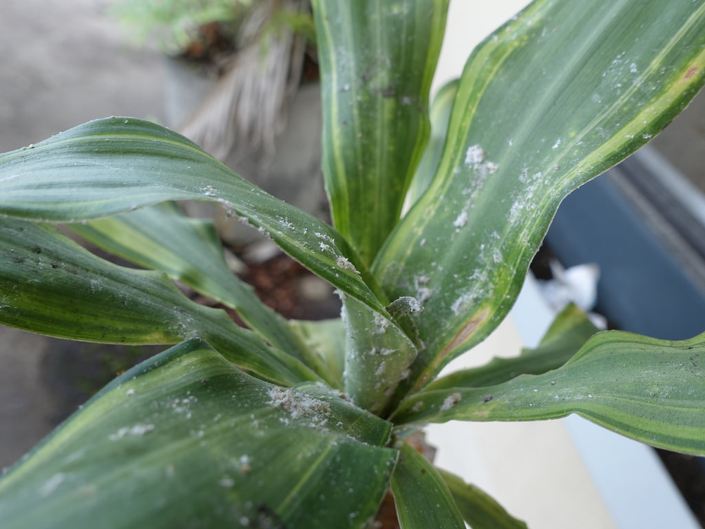 Dracena napadli červce