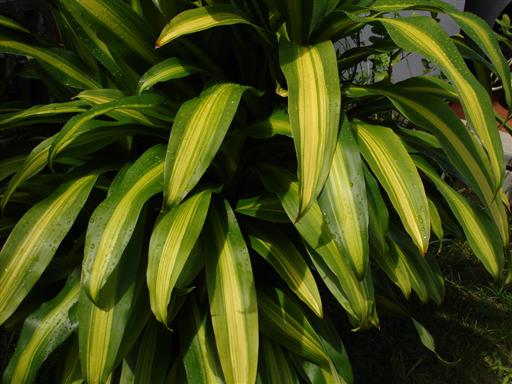 Dracena voňavá