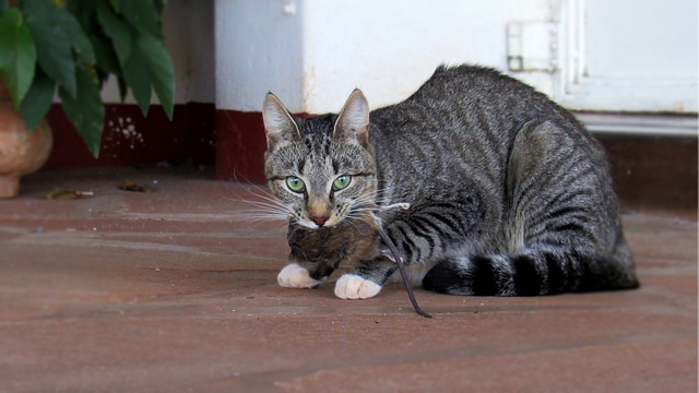 Kočka s chyceným potkanem