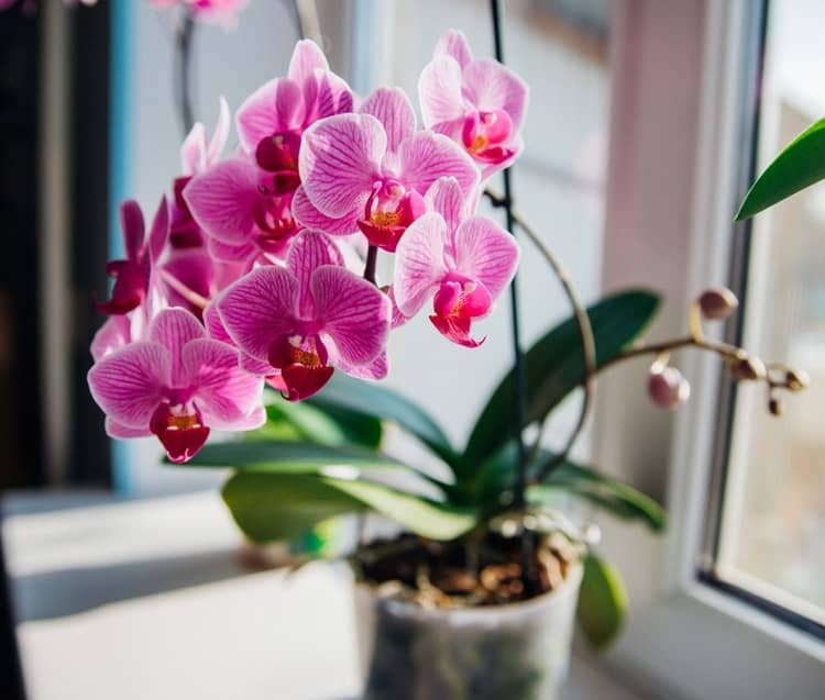 Orchidej – pěstování v květináči