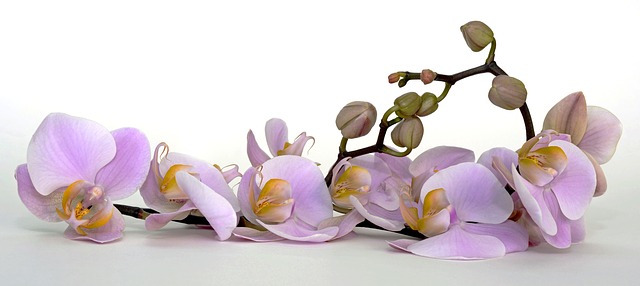 Růžová orchidej phalaenopsis