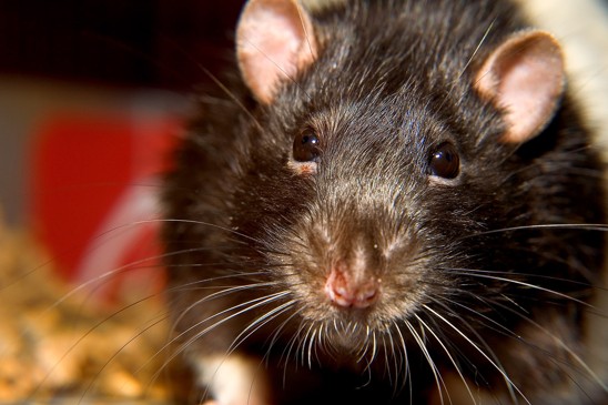 Potkan přenáší různé infekční choroby