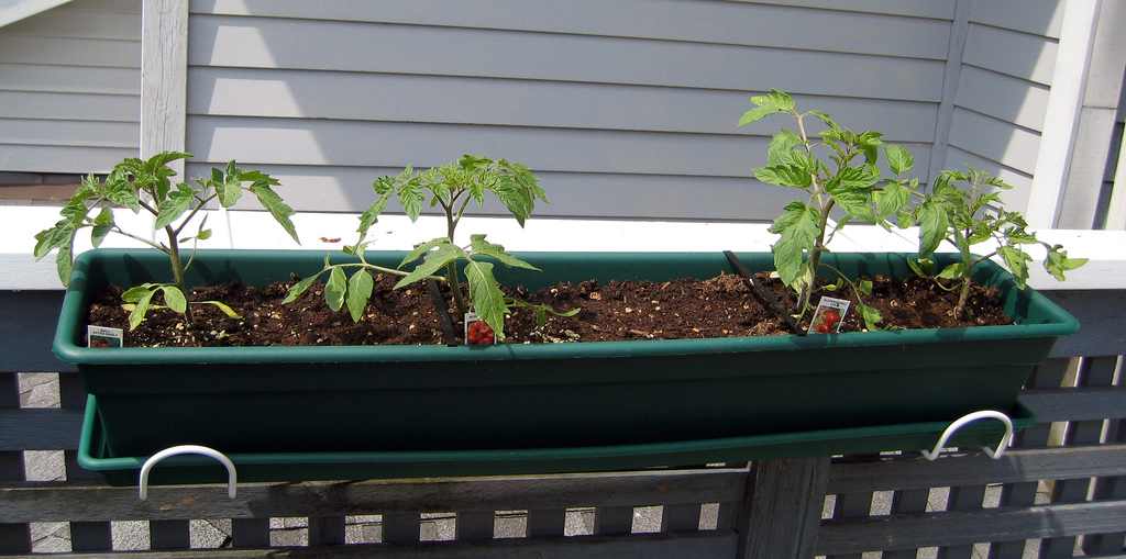 Pěstování balkónových rajčat není extra náročné.