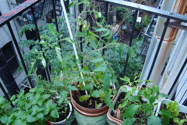 Domácí rajčata si pohodlně vypěstujete i na balkoně!