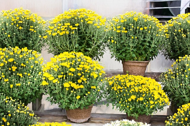 Žluté chryzantémy v květináčích