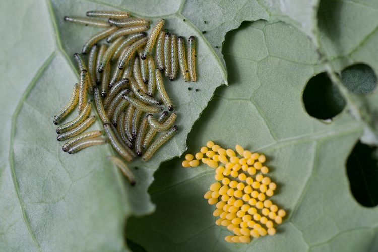 Vajíčka a larvy bělásek zelného na listech