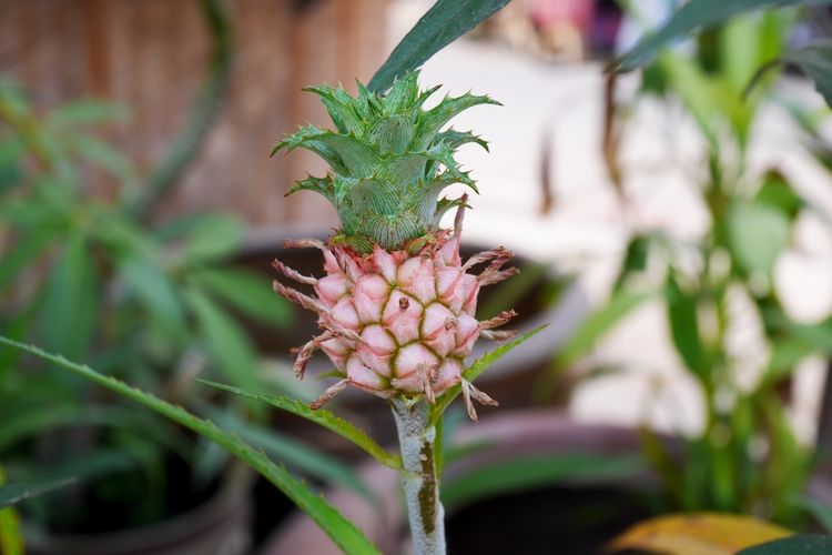 Pěstování ananasu v bytě i ze semene