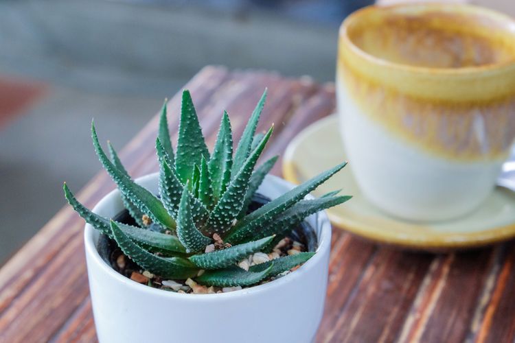 Aloe Vera si můžete vypěstovat v květináči na okně