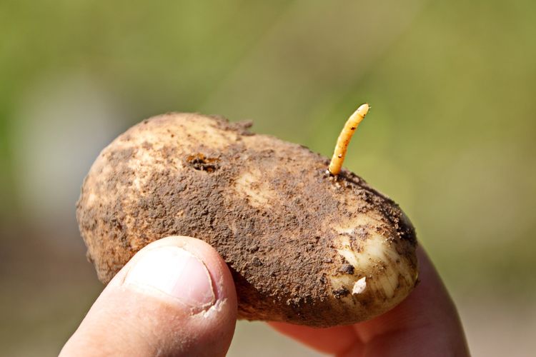 Háďátko bramborové