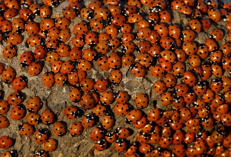 Agresivní berušky rodu Harmonia axyridis