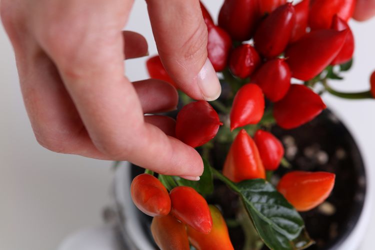 Pěstování chilli doma v bytě
