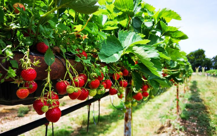 Jak zasadit jahody do palety?