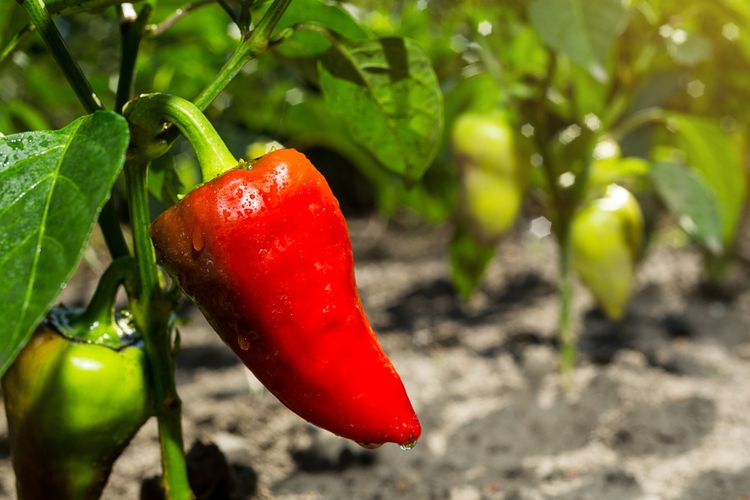 Pěstování papriky