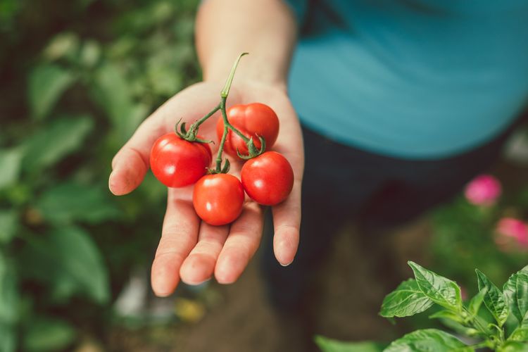 Žena držící rajčata vypěstovaná ve vlastní zahrádce