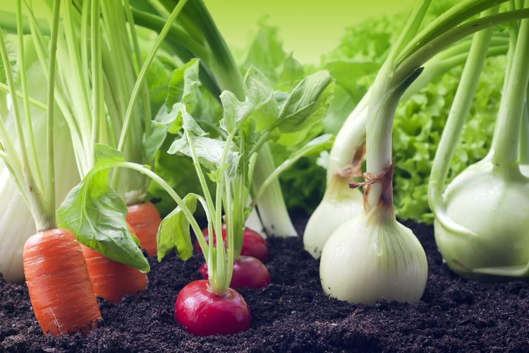Pěstování zeleniny v zahrádce - cibule, mrkev, ředkvička