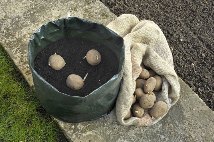 Pěstování brambor v malé nádobě