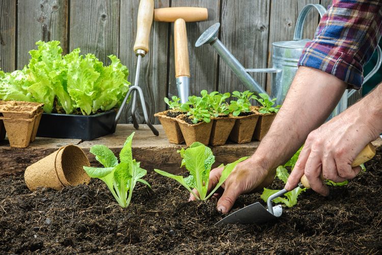 Přesazování salátu z květináčů do půdy