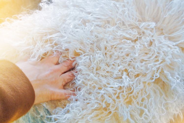 Jak vyčistit ovčí rouno?