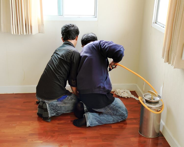 Profesionální likvidace a dezinsekce mravenců v domě