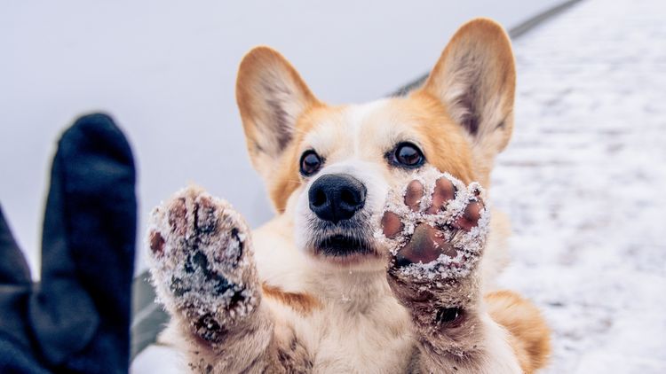 Jak pečovat o psí tlapky v zimě?