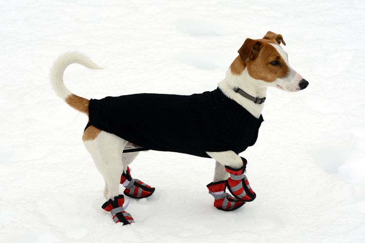 Boty pro psy ochrání citlivé tlapky v zimě