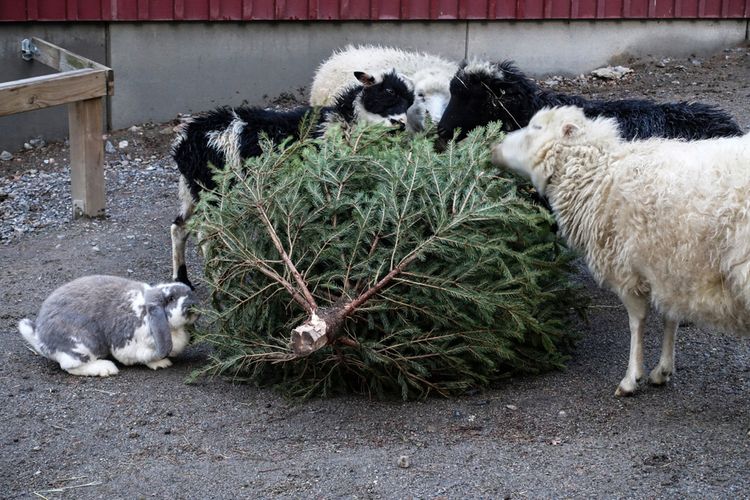 Vianočný stromček ako potrava pre zvieratá v ZOO