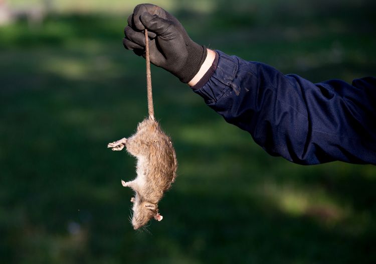 Profesionální deratizace myší, potkanů a dalších hlodavců
