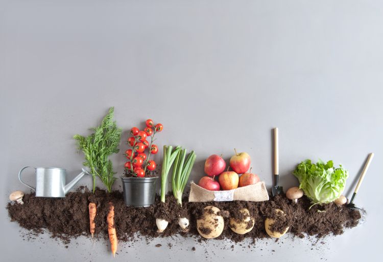 Jak využít domácí kompost?