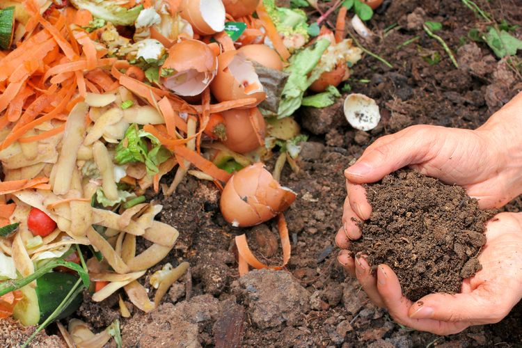 Využití surového a zralého kompostu