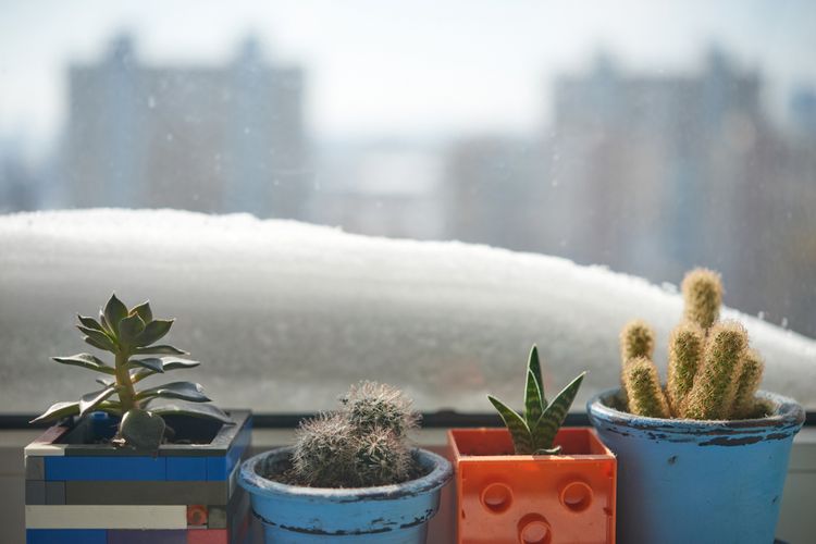 Kam umístit kaktusy v zimě?