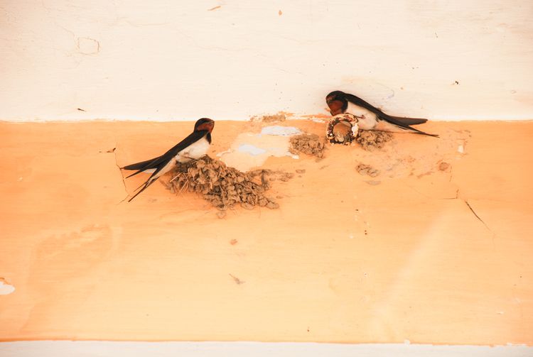 Vlaštovky stavějící si hnízdo na fasádě domu